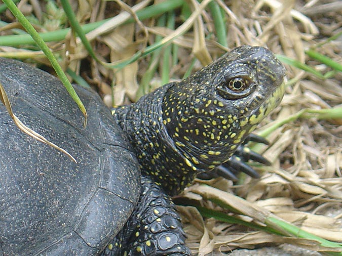 Tortuga d'estany (Emys orbicularis)