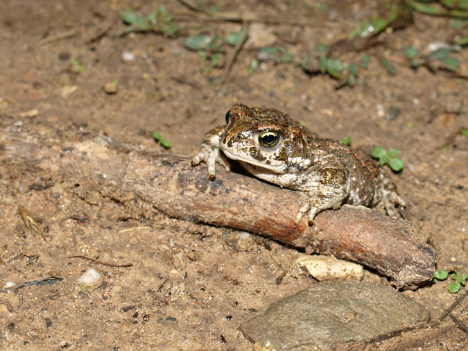 Gripau corredor (Epidalea calamita)