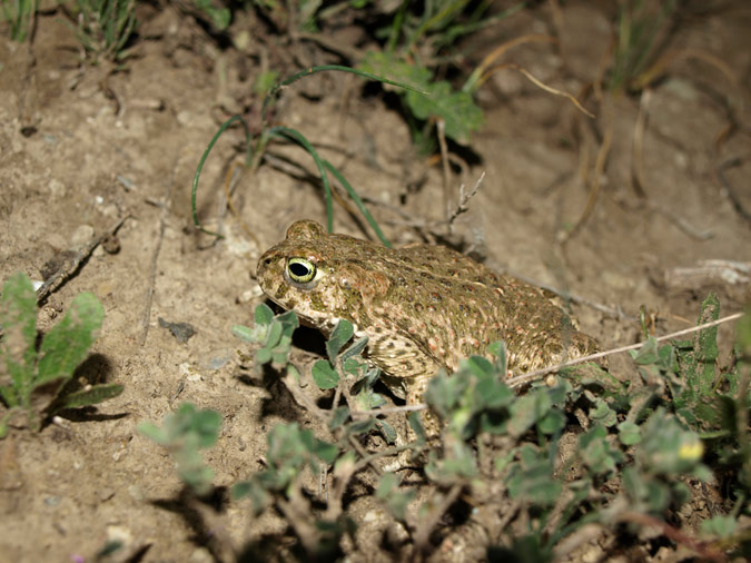 Gripau corredor (Epidalea calamita)