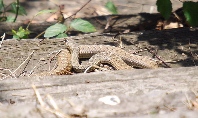 Serp verda (Malpolon monspessulanus) 1 de 2