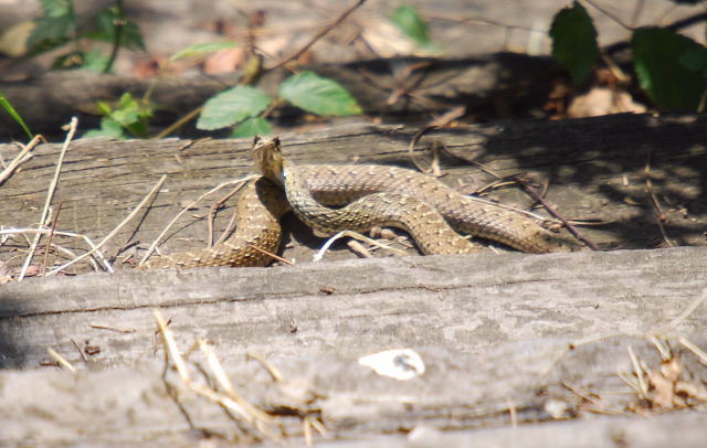 Serp verda (Malpolon monspessulanus) 2 de 2