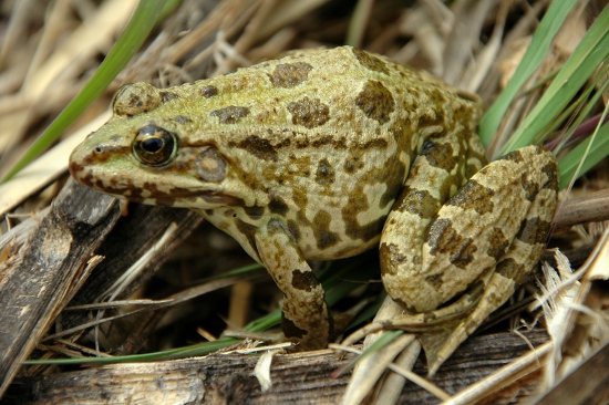 Granota verda o comuna (Pelophylax perezi)