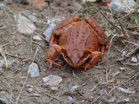 Granota Bermeja (Rana temporaria)