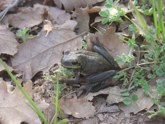 Reineta (Hyla meridionalis)