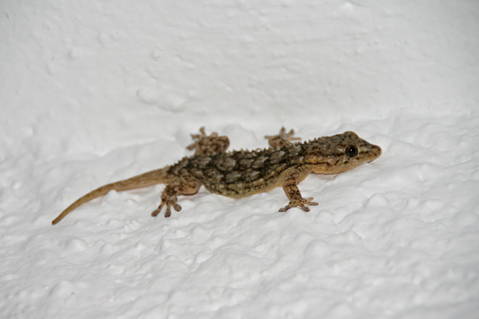 Dragó comú (Tarentola Mauritanica) 1de2