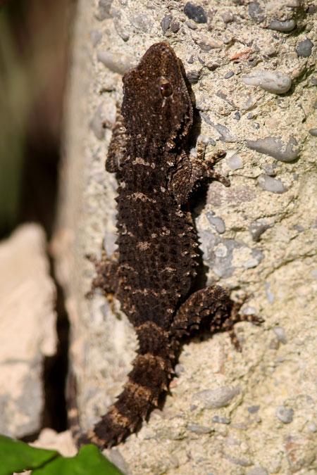 Dragó comú. Tarentola mauritanica