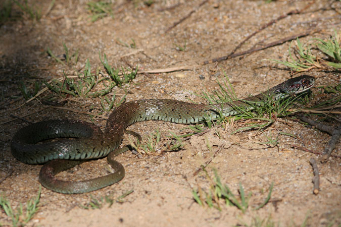 Serp de collaret. Natrix natrix