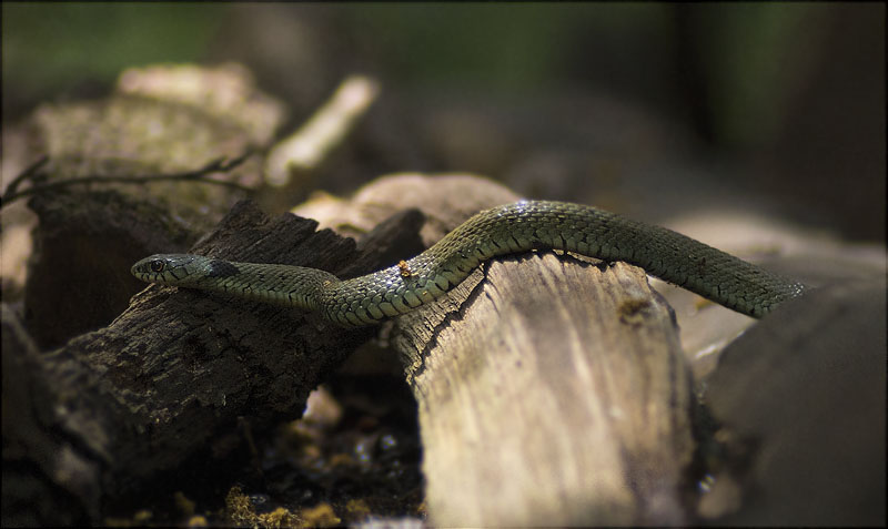 Serp d'aigua (Natrix natrix)