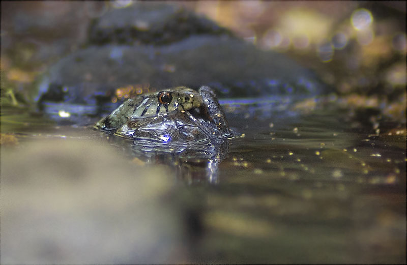 Serp d'aigua (Natrix natrix) amb gripau capturat