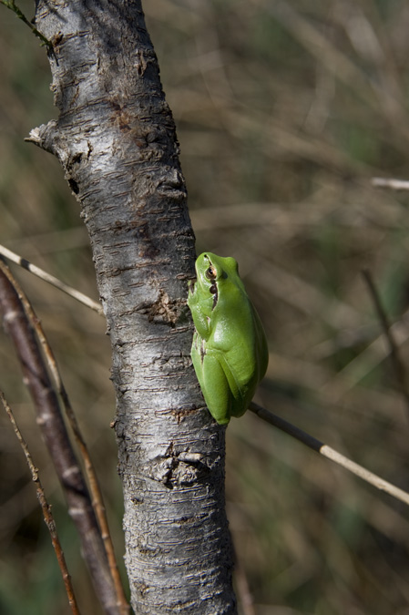 Reineta (Hyla meridionalis)