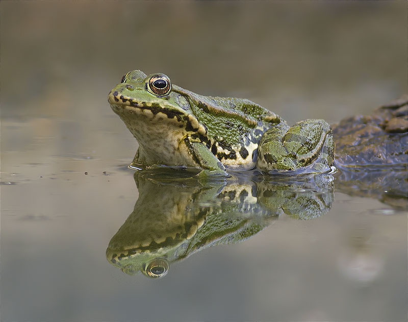 Granota verda (Pelophylax perezi)