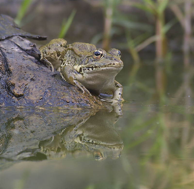 Granota verda (Pelophylax perezi)