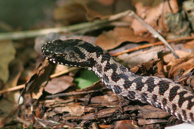 Escurcó europeu. Vipera Aspis