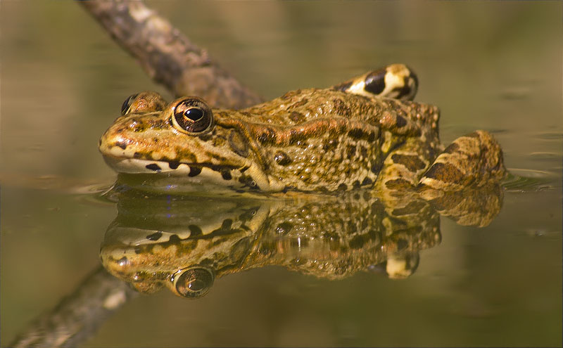 Granota verda (Pelophylax perezi)