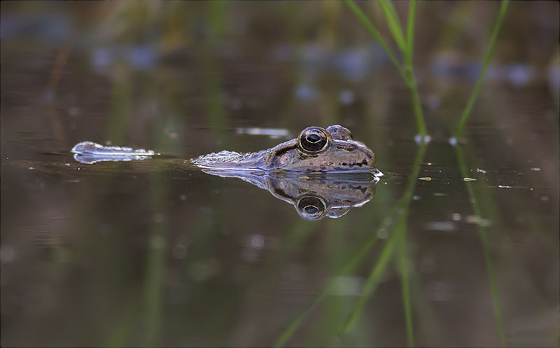 Granota verda (Pelophylax perezi)