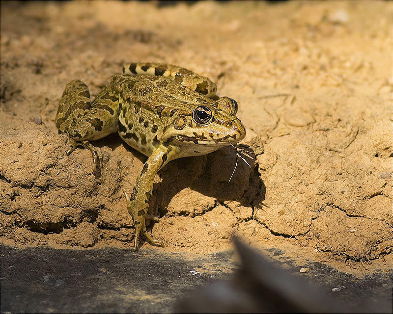 Granota verda (Pelophylax perezi)