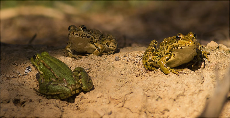 Granota verda (Pelophylax perezi)