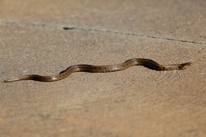 Serp d'aigua. Natrix maura