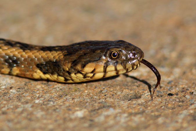 Serp d'aigua. Natrix maura