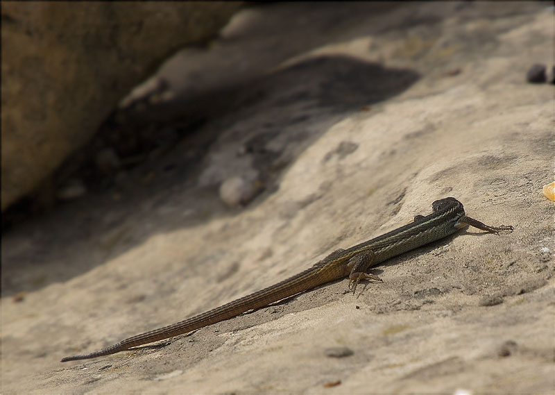 Sargantana cuallarga o Sargantaner gros (Psammodromus algirus)