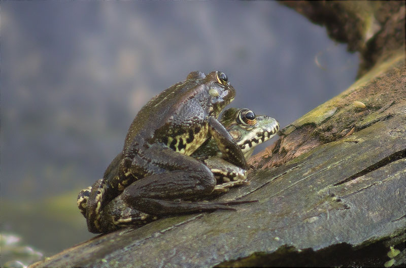 Granota verda (Pelophylax perezi)