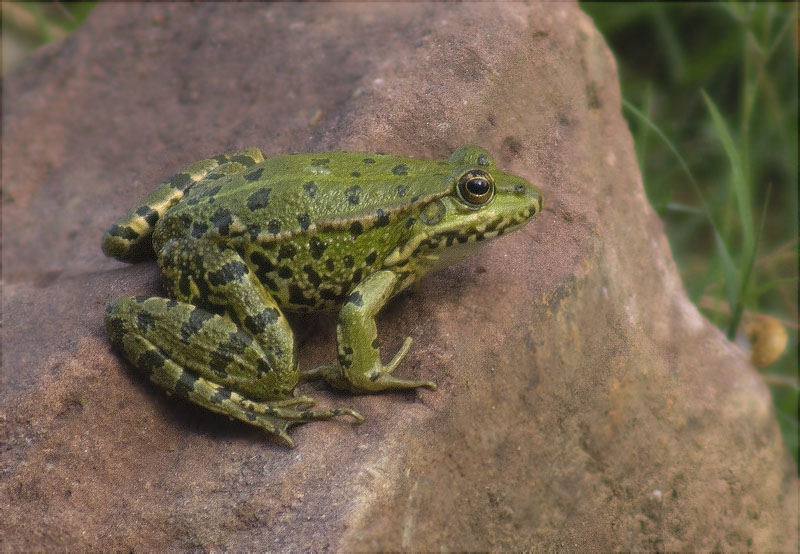 Granota verda (Pelophylax perezi)