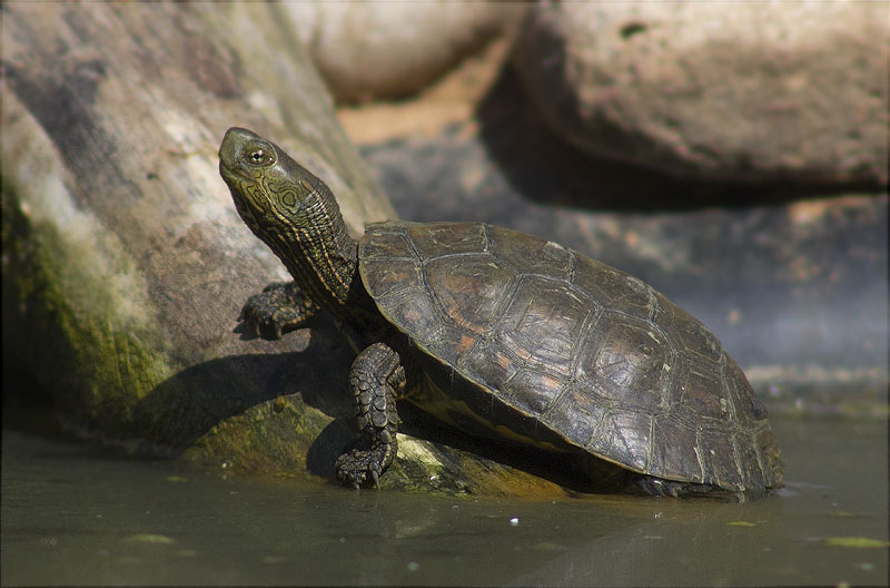 Tortuga de rierol (Mauremys leprosa)