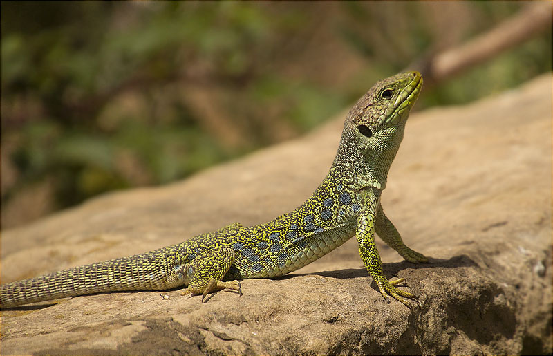 Llangardaix ocel·lat (Timon Lepidus)