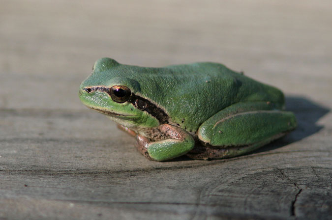 Reineta. Hyla meridionalis