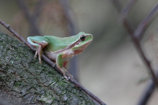 Reineta. Hyla meridionalis