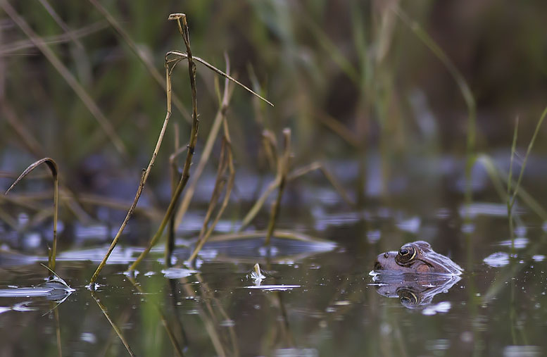 Granota verda (Pelophylax perezi)