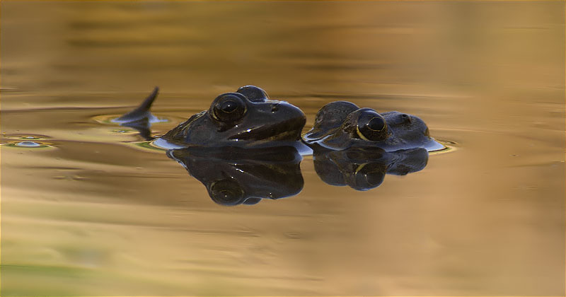 Granota verda (Pelophylax perezi)