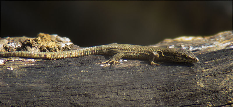 Sargantana comuna (Podarcis hispanica)