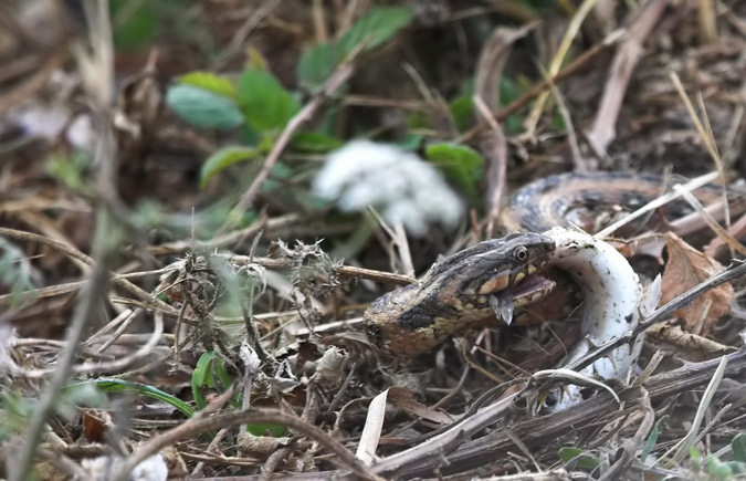 Serp d'aigua (Natrix maura)