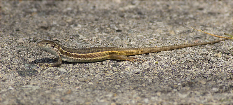 Sargantana