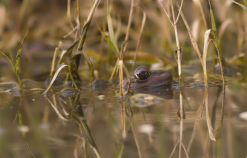 Granota verda (Pelophylax perezi)