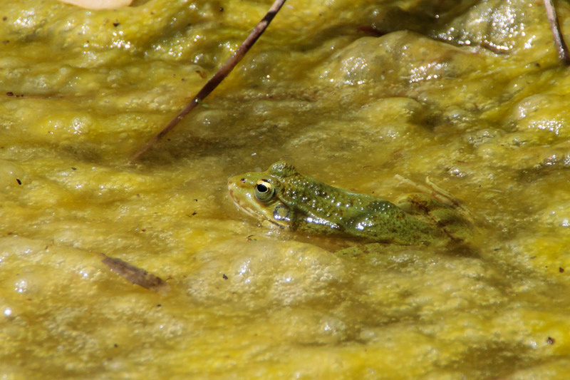 Reineta (Hyla meridionalis)