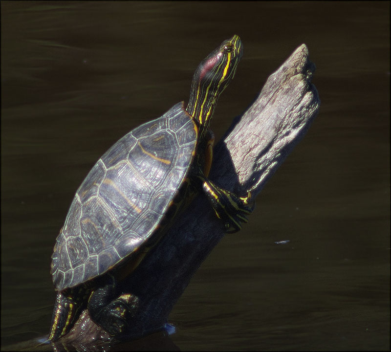 Tortuga de Florida (Trachemys scripta elegans)