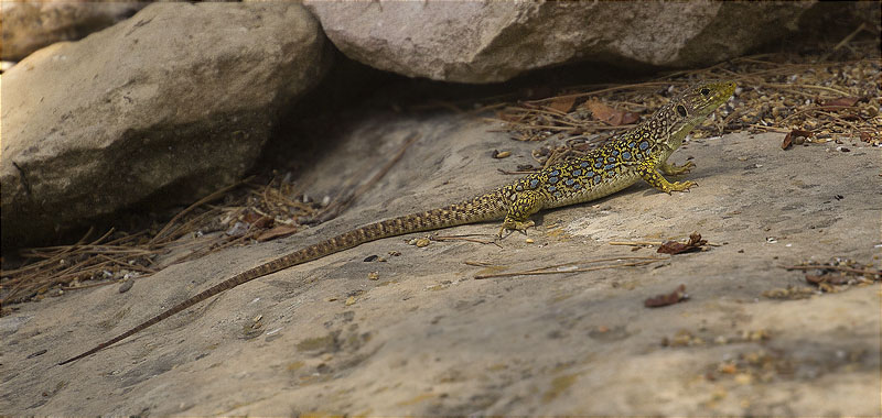 Femella de Llangardaix ocel·lat (Timon Lepidus)