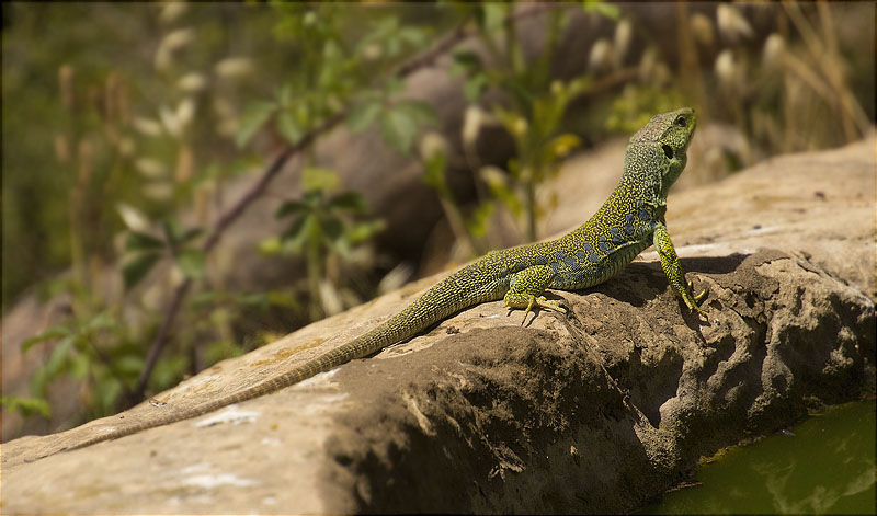 Llangardaix ocel·lat (Timon Lepidus)