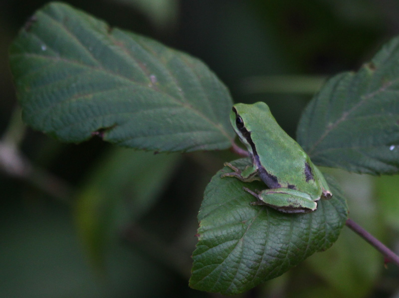 Reineta (Hyla meridionalis)