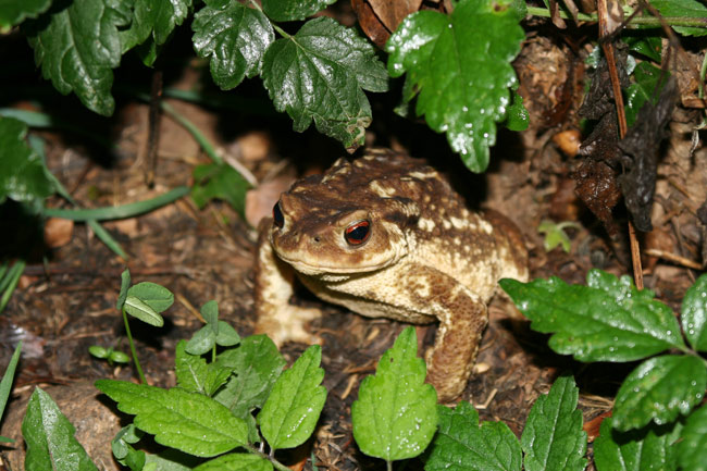 Gripau Comú (Bufo Bufo)