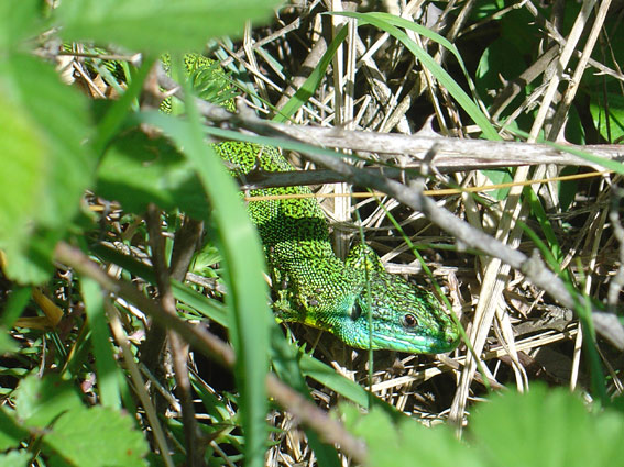 Lluert (Lacerta bilineata)