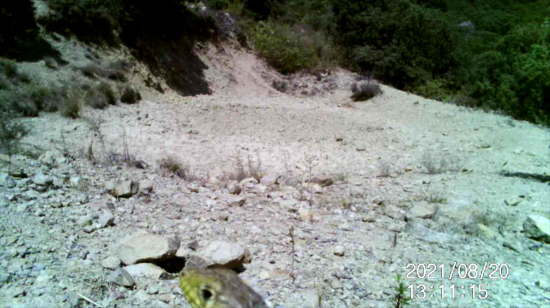 Fotoparany al Montsec: Cap de llangardaix