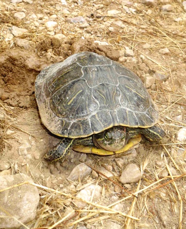 Tortuga d'aigua (Mauremys caspica)