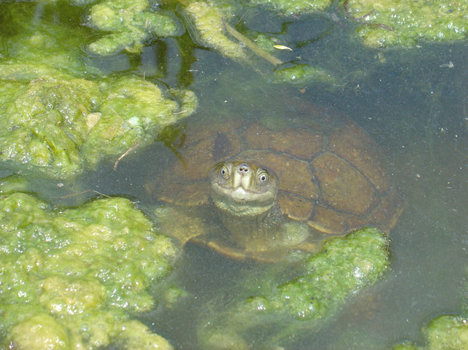 Tortuga de rierol (Mauremys leprosa)