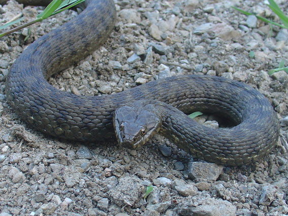 Serp d'aigua (Natrix maura)