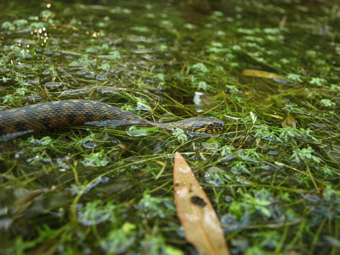 Serp d'aigua (Natrix maura)