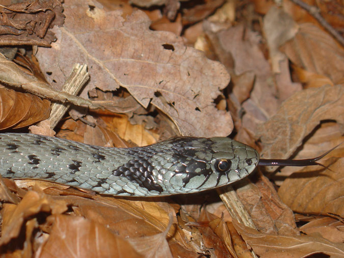 Serp de collaret (Natrix natrix)