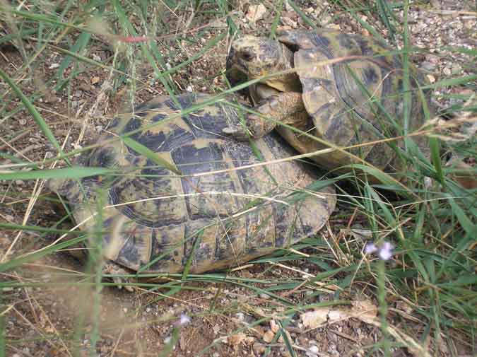 Tortuga mora (Testudo graeca)